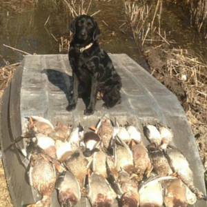 duck hunting retriever 